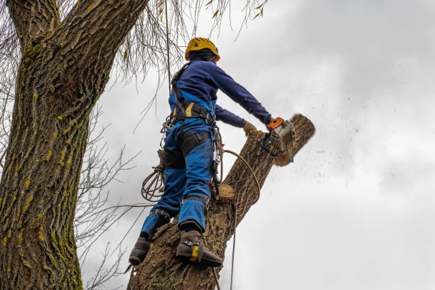 Leaf Removal in Warroad, MN