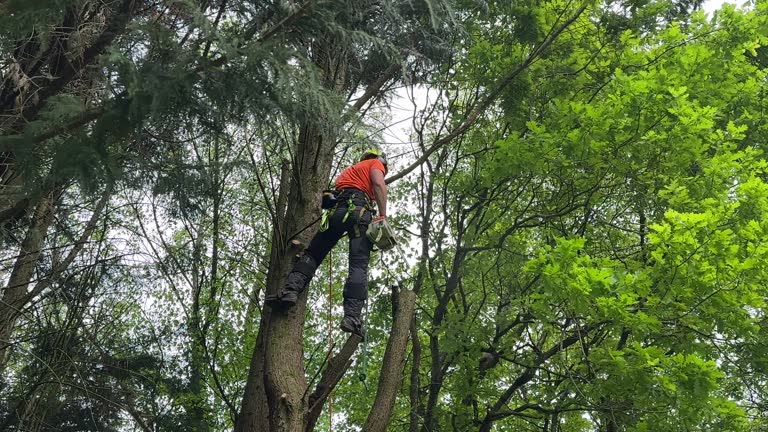 How Our Tree Care Process Works  in  Warroad, MN