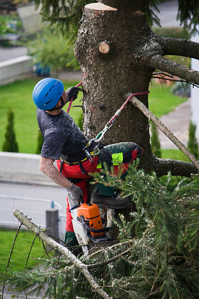  Warroad, MN Tree Care Services Pros